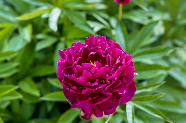 Quali sono le tendenze emergenti nel design sostenibile di mobili per ufficio?